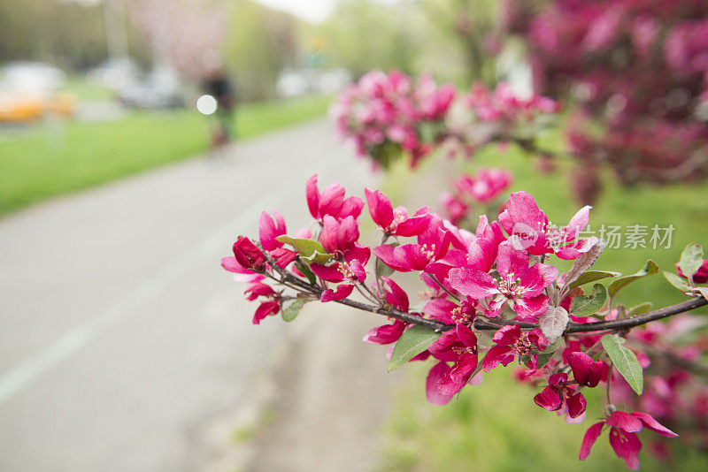 樱花盛开在河边公园自行车道纽约市