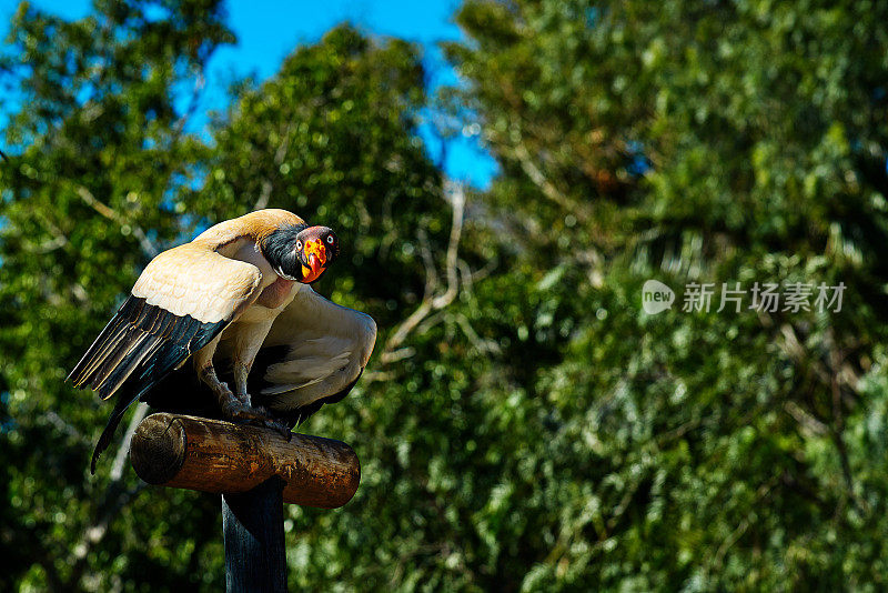 热带景观中的秃鹫之王