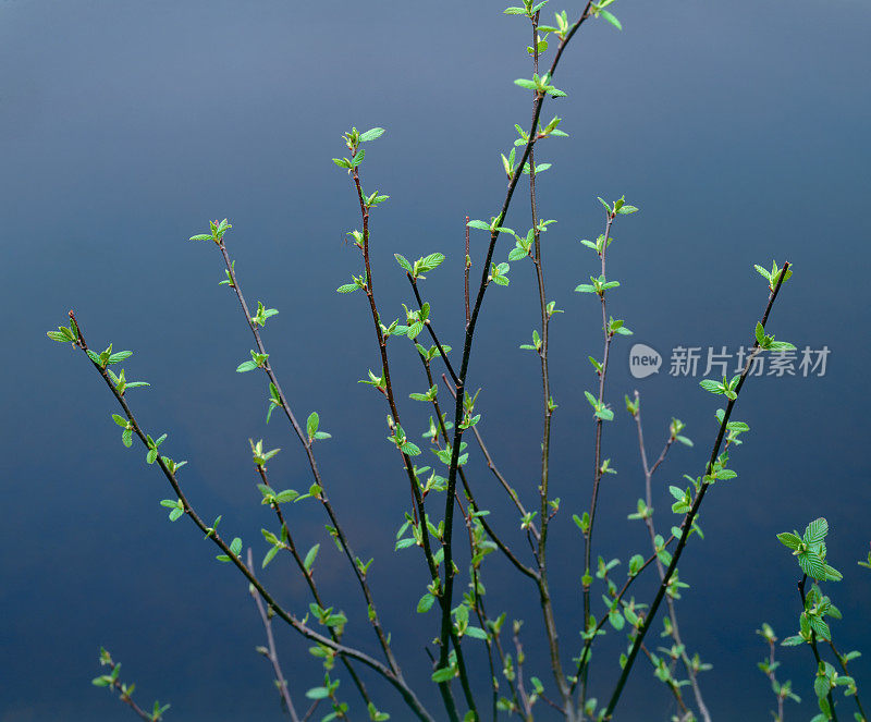 河边的一棵年轻的桦树