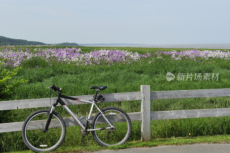 自行车和野花的田野