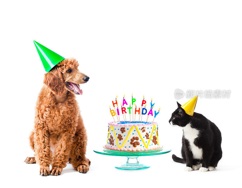 生日派对小狗狮子狗和猫与蛋糕上的白色