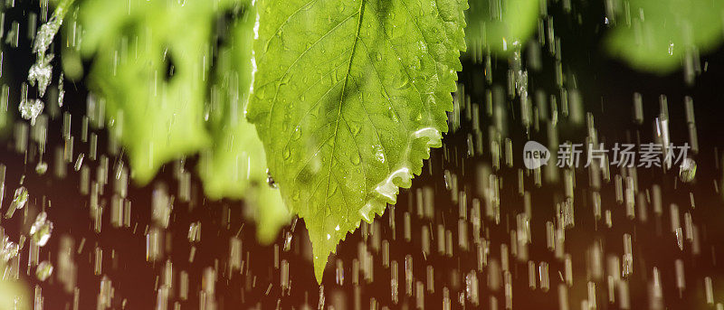 小雨打在树叶