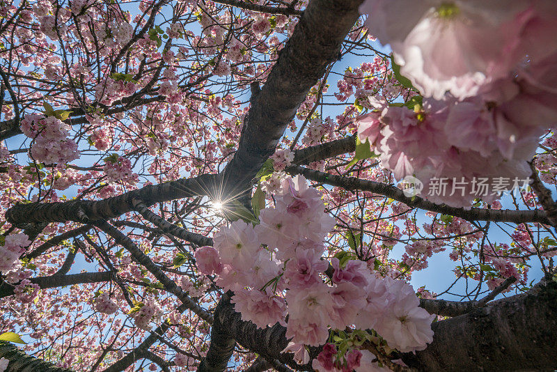 樱花，日本樱花在春天盛开