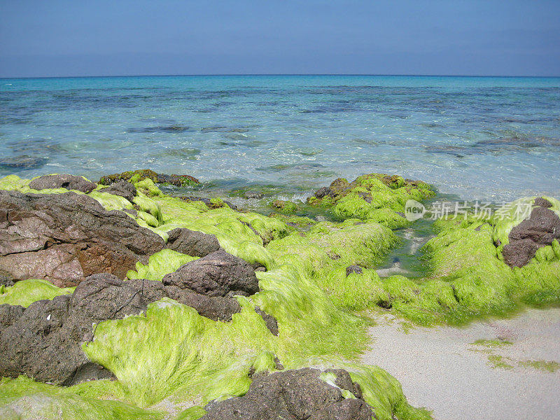 岩石，海洋和海藻