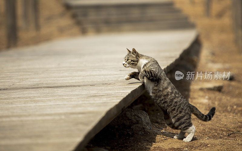 猫跳上木路。