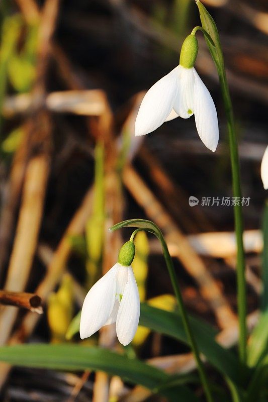 雪花莲