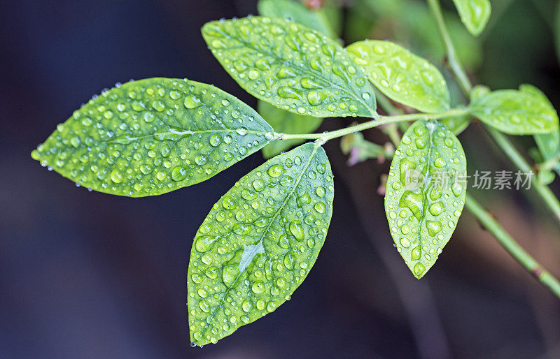 新鲜的蓝莓