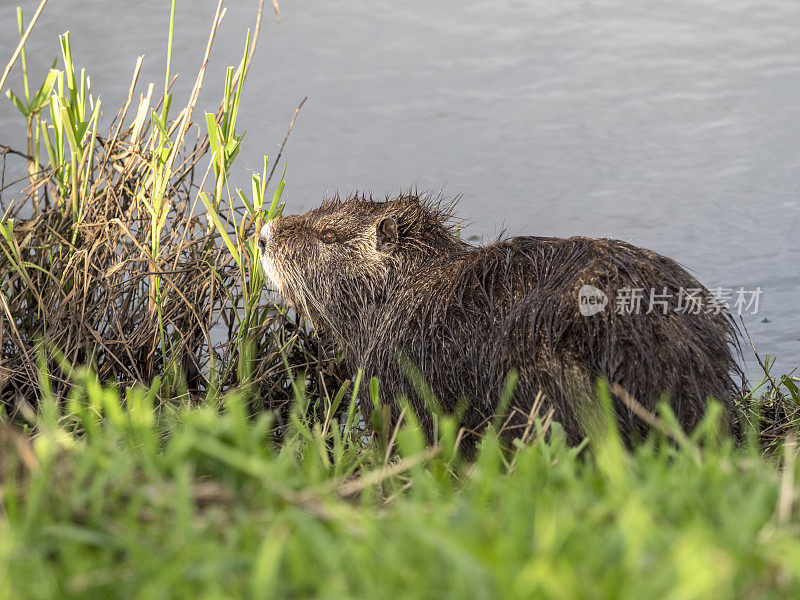 华盛顿州池塘边的海狸鼠