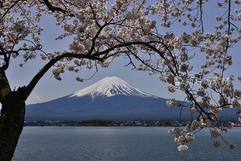 富士山和川口湖的樱花