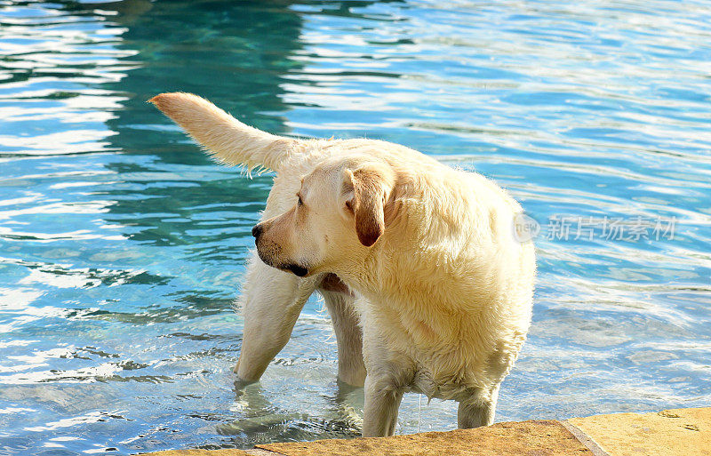 拉布拉多寻回犬