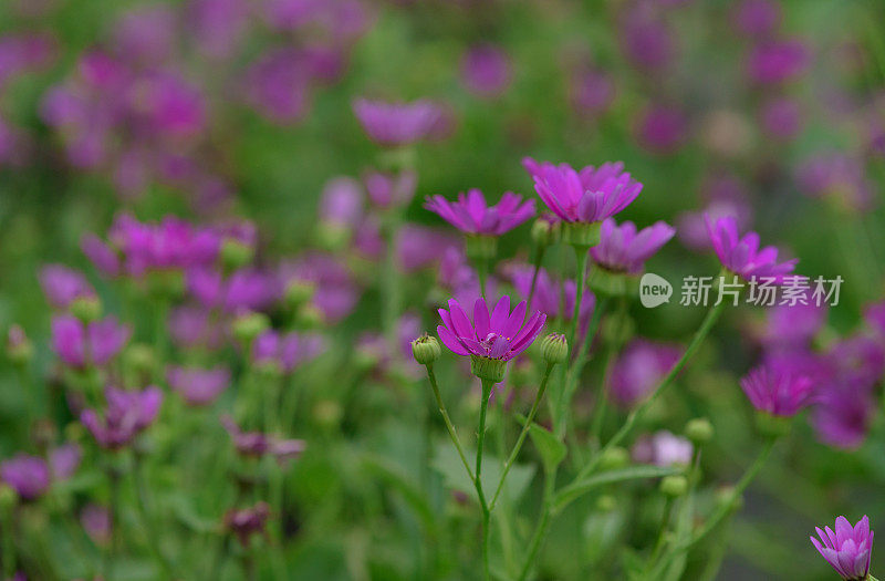 紫色的野花轻轻吹着