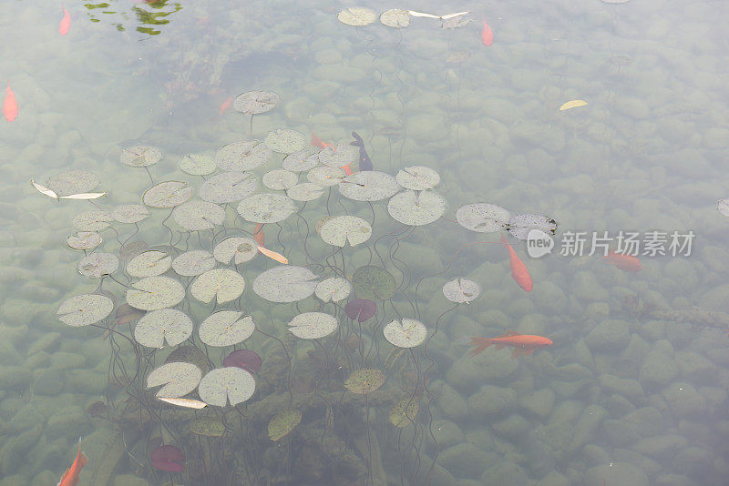 池塘里的金鱼和睡莲。