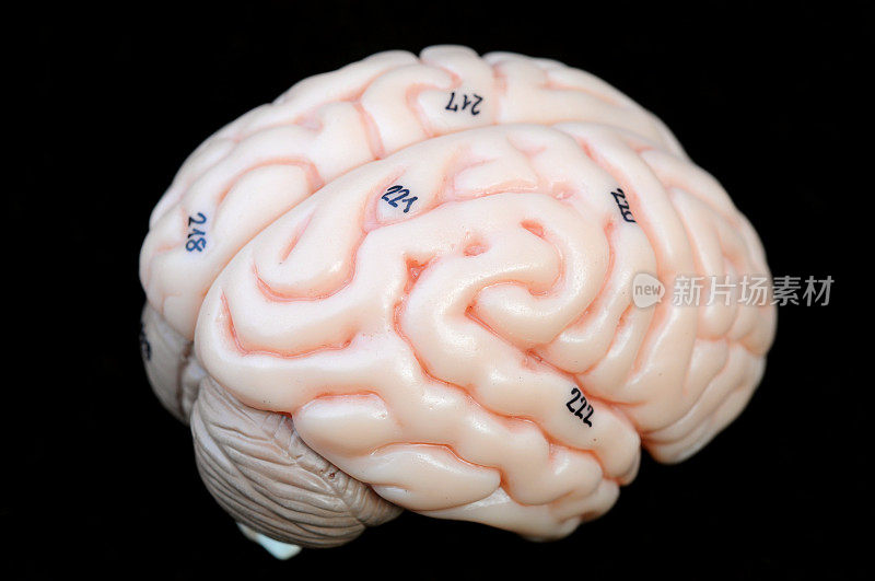 人类的大脑