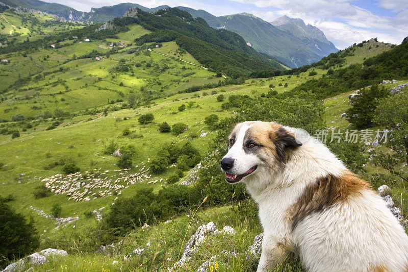 牧羊犬