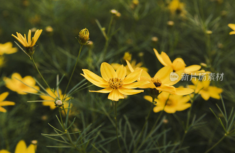 金鸡菊