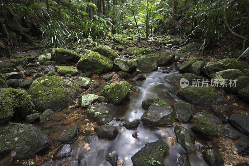 雨林溪