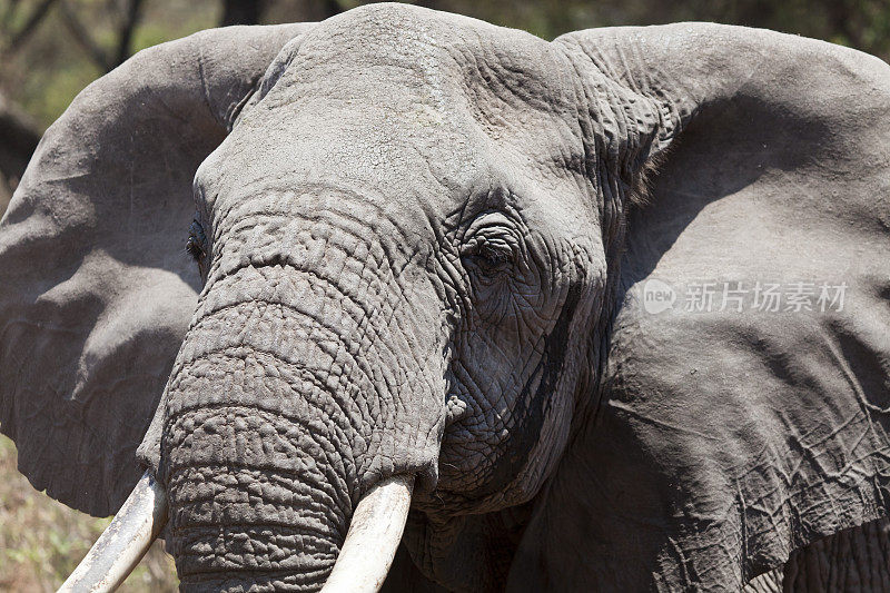 坦桑尼亚Manyara湖的大型大象