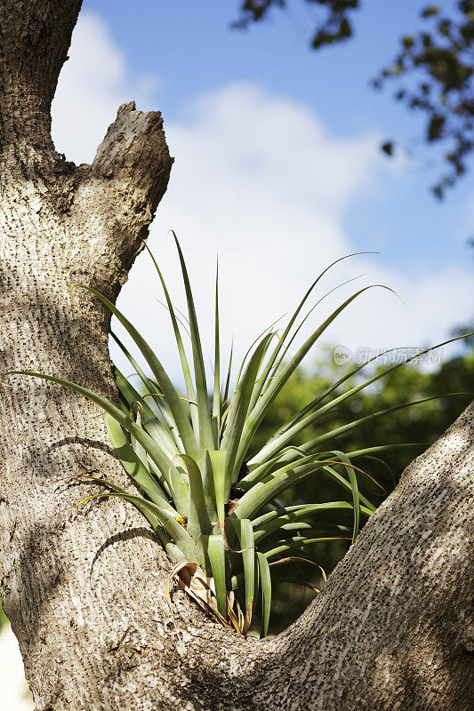 压缩空气装置,Tillandsia