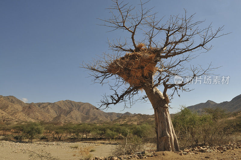 厄立特里亚用作干草堆的猴面包树