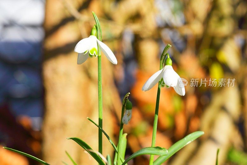 雪花莲