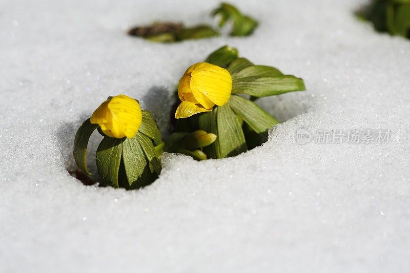 毛茛早春在雪中开花