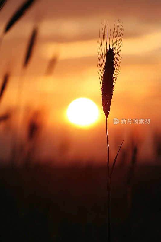 日落和小麦