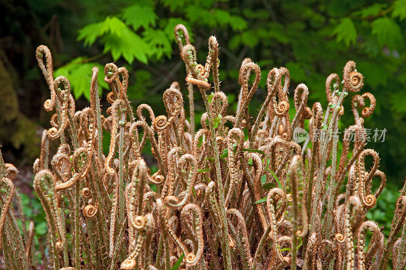 电视Fiddleheads