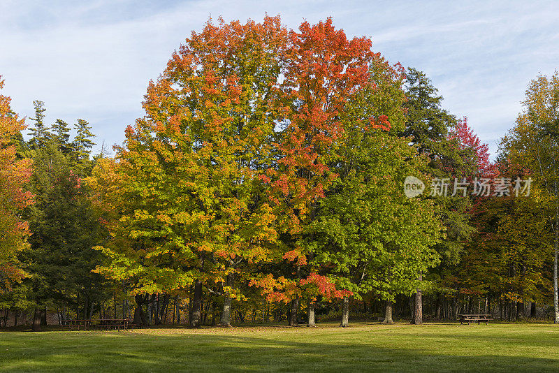 密歇根州上半岛的树木变色了。