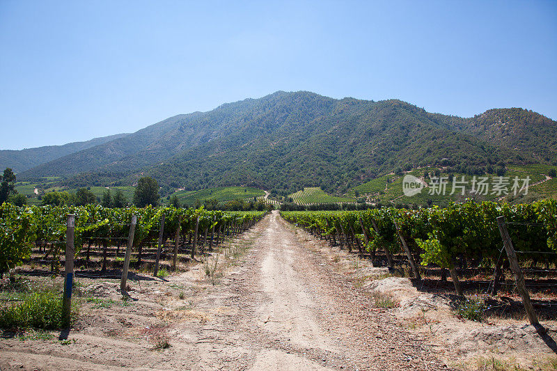泥土小路沿着葡萄园的葡萄覆盖着的藤蔓。