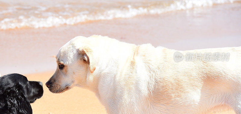 拉布拉多寻回犬