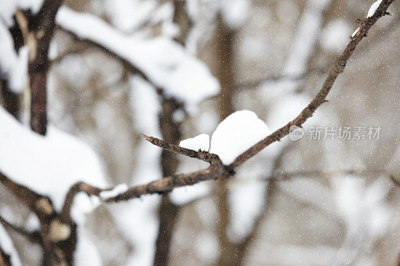 冬天被雪覆盖的景观特写