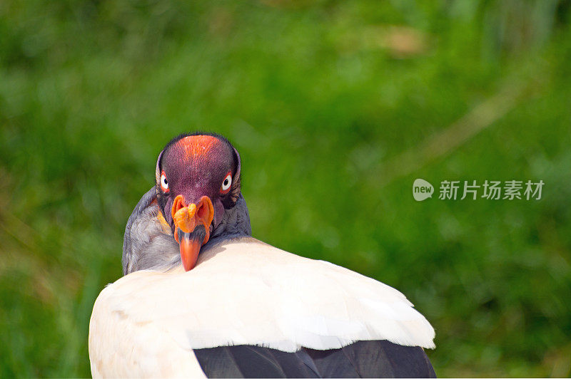 美国秃鹰王