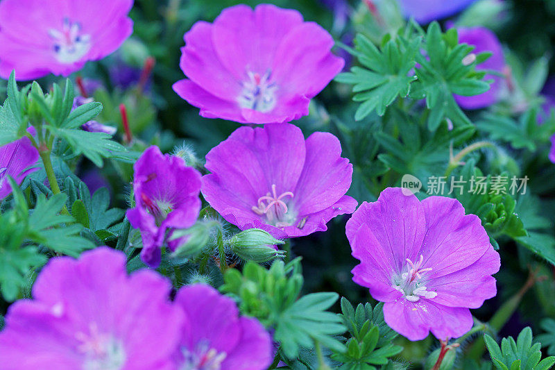 粉红色开花植物特写镜头