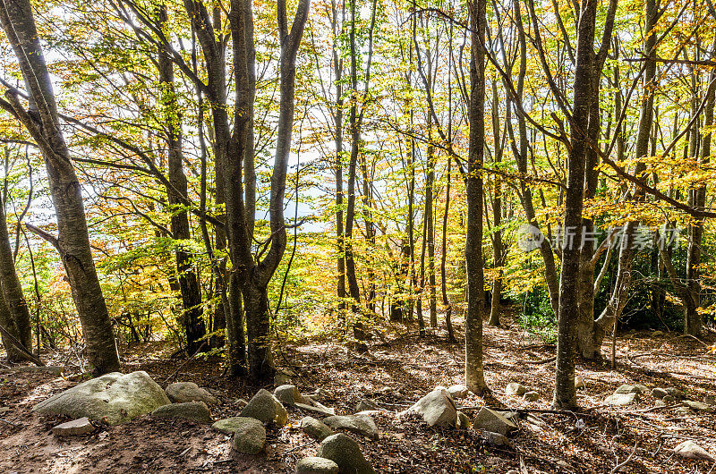 森林树秋天montseny圣达菲太阳垂直广角