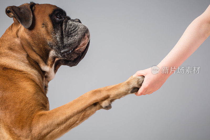 和拳击犬握手