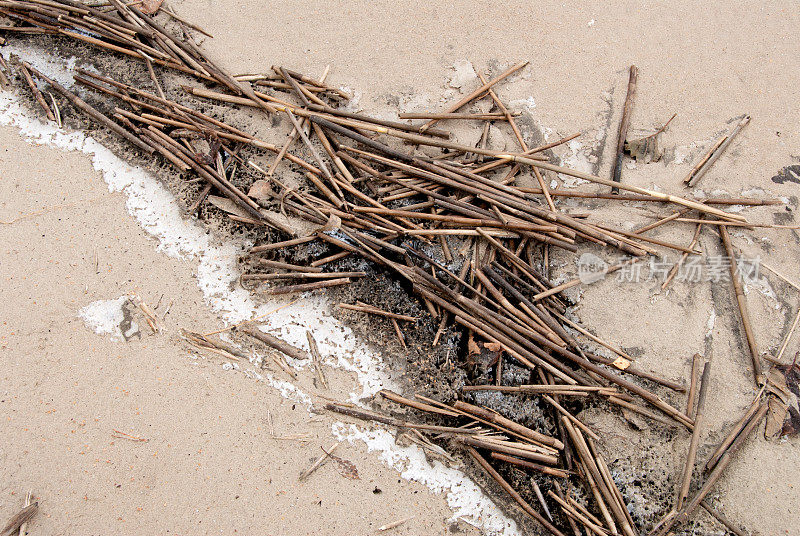 沙滩上的干芦苇茎