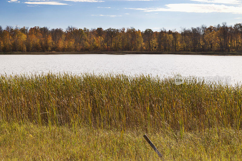 明尼苏达州的秋天-多彩的芦苇和湖边的森林
