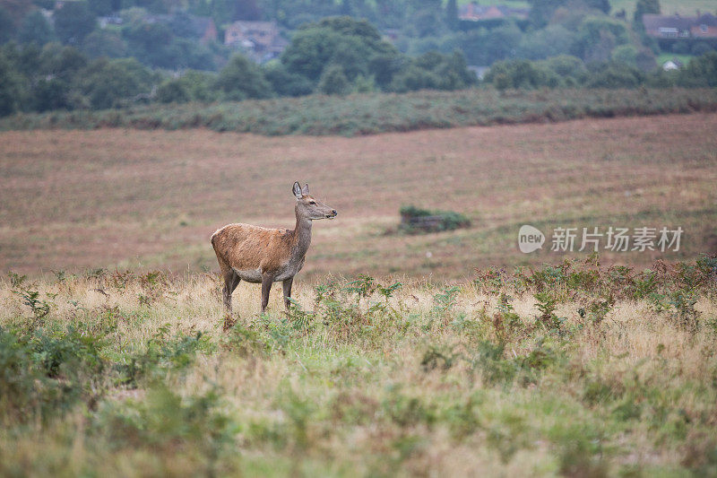 鹿晶石会话