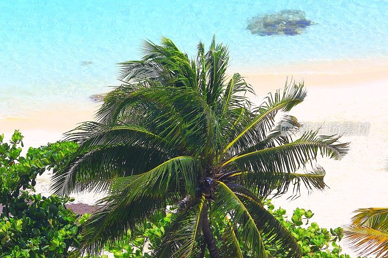 日出的热带天堂:阳光明媚的桑迪加勒比棕榈树海滩