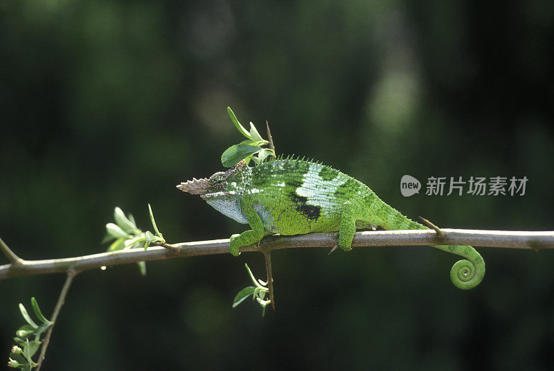 绿色Cham?leon在树上