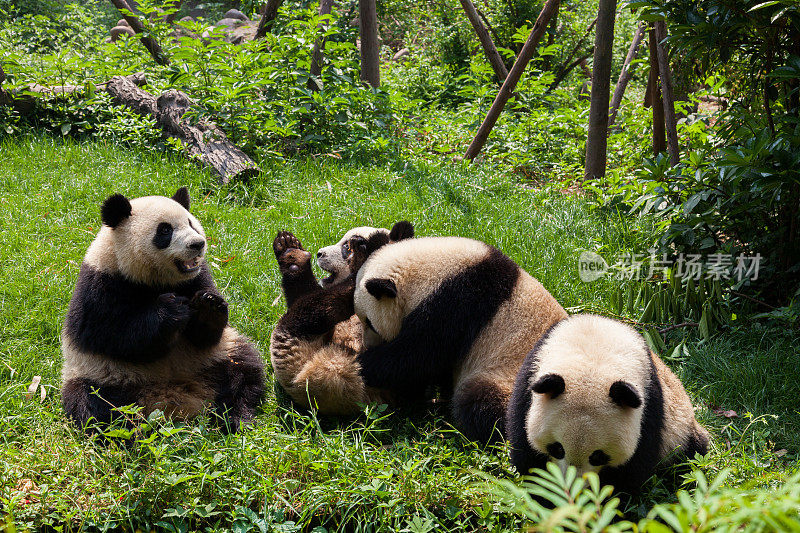 熊猫们在一起玩耍——成都，中国四川省