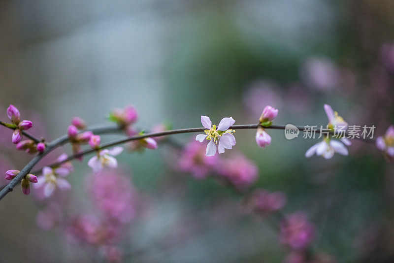 草地上的花