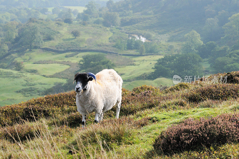 英格兰北约克荒原上的绵羊