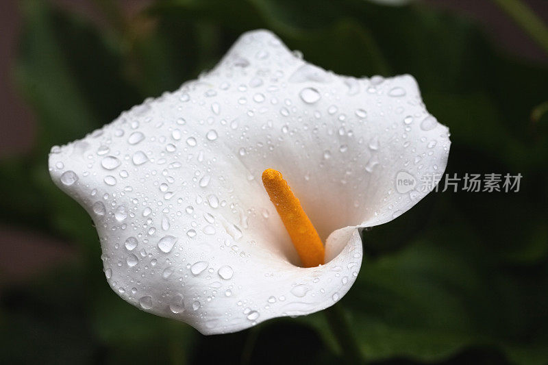 白色马蹄莲与雨滴