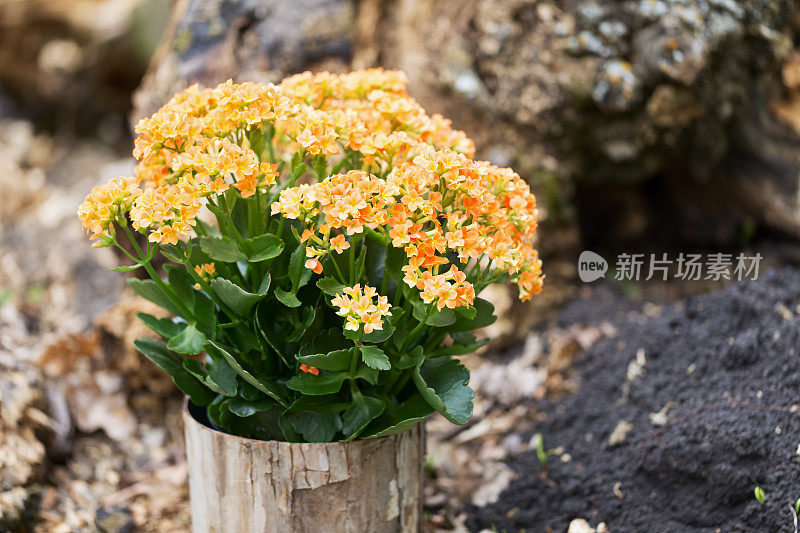 橙色高凉菜属花