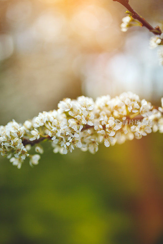 开花李树