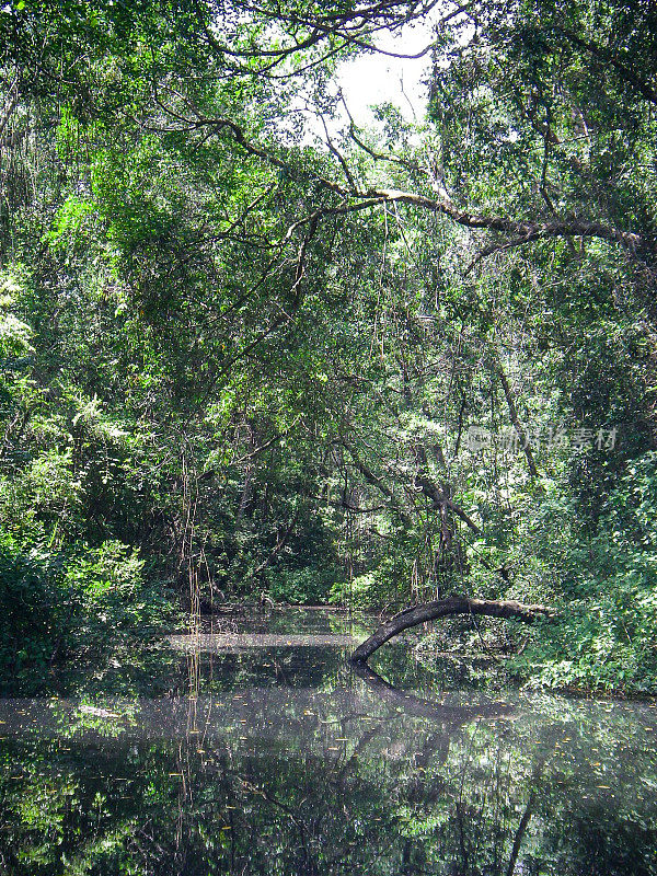 回水沼泽和安静的河道热带雨林洪都拉斯