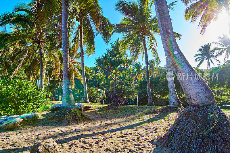 落日上的格兰德·安斯棕榈树-留尼汪岛