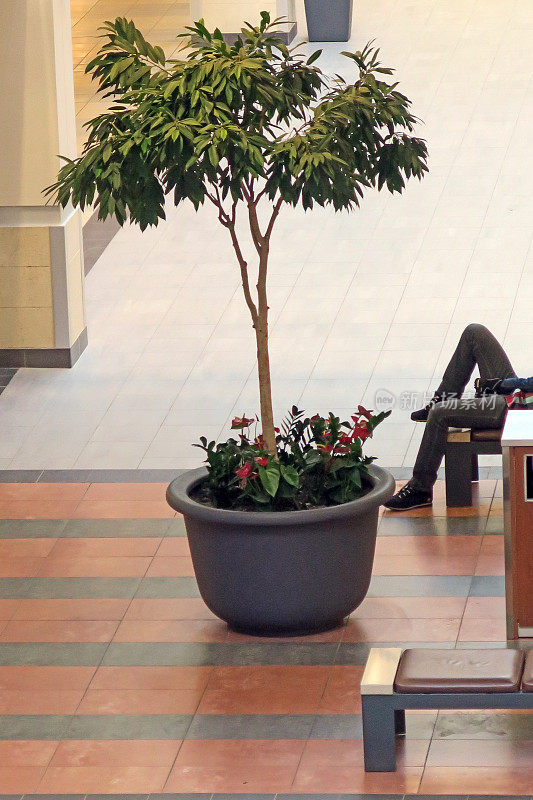 办公大楼内的盆栽树和躺膝的人