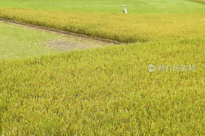 稻田与中国农民